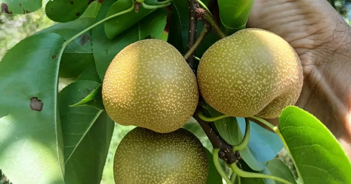 Presentaron BRS Áurea, una nueva variedad de pera adaptada para el sur de Brasil