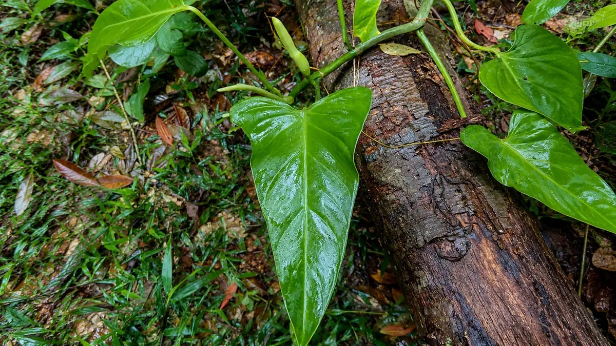 Nova espécie vegetal desconhecida pela ciência tem folhas triangulares e pertence à mesma família da jiboia