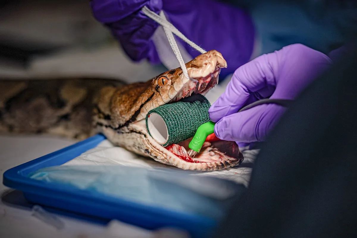 40kg python becomes first-ever snake to receive cancer treatment normally used on humans