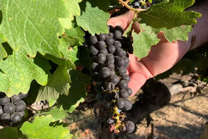 California farmers struggle to sell grapes as demand for wine plummets