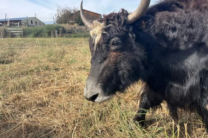 From meat to the saddle: B.C. rancher trains yaks to carry riders