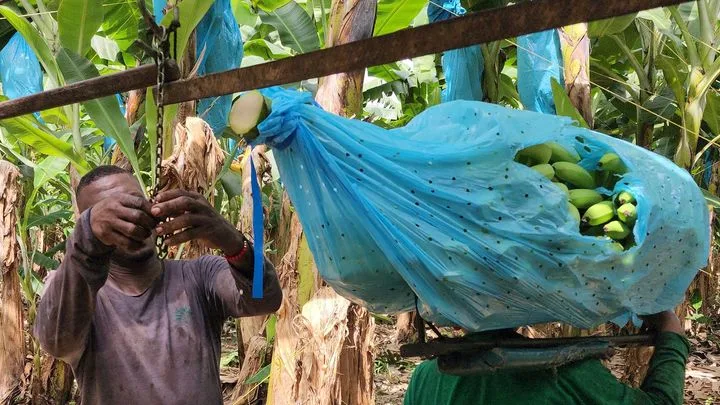 Colombie : les effets d'El Niño sur les cultures, notamment de café et de banane