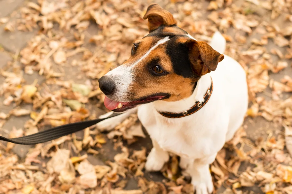 Fezes de cães não viram adubo e trazem risco de infecção por parasitas
