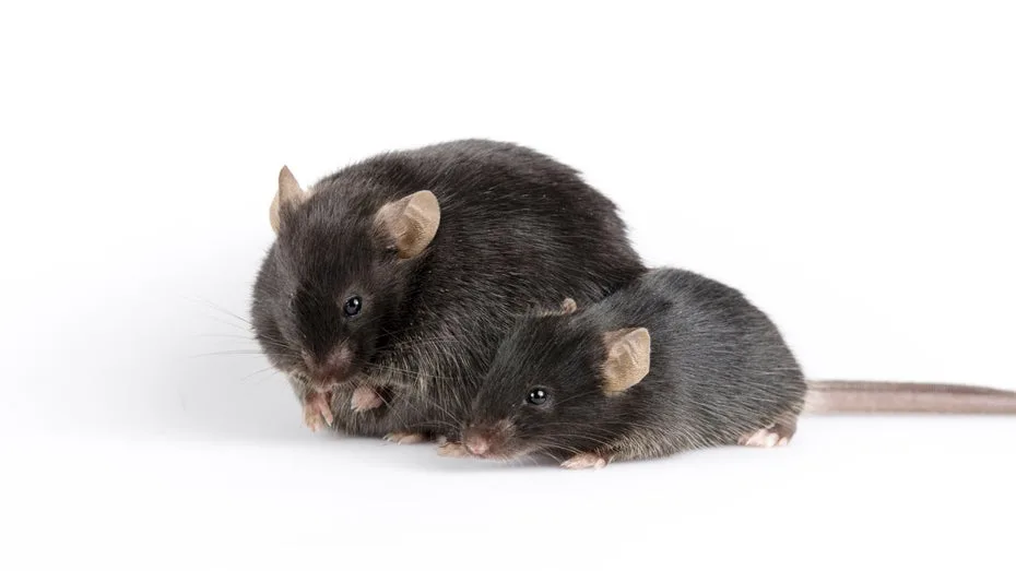 Y-CUT: Neue CRISPR-Methode ermöglicht Geschlechtsumkehr bei Mäusen