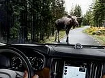Volvo electric vehicles can now warn other cars about animals in the road