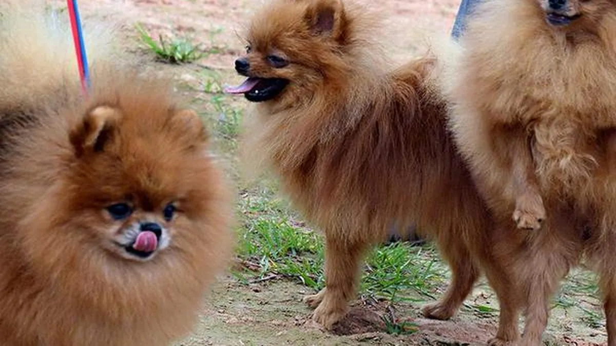 Dog show draws large crowds at J.K. Grounds