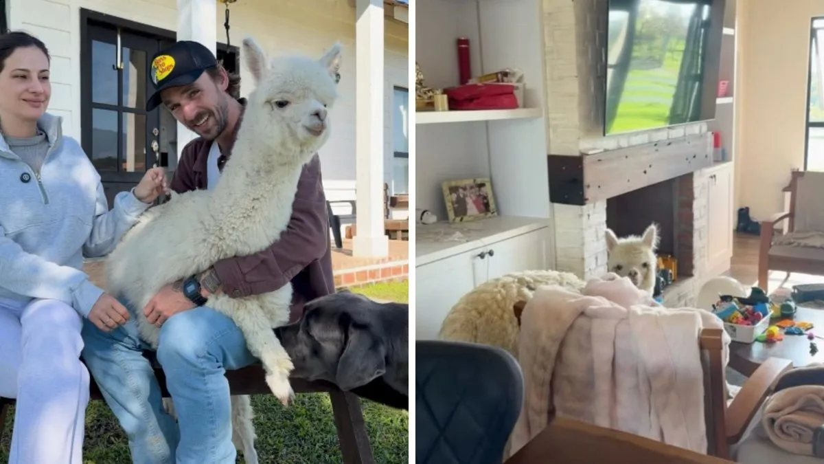 Alpaca que vive em casa de influenciador de SC vira amiga de cachorro de 50 kg e dupla surpreende nas redes
