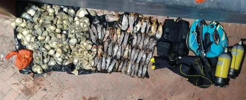 Police seize lobsters, abalone and other marine resources in Hout Bay