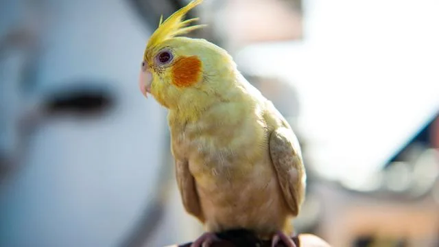 Vogel-Diebstahl: Sieben Nymphensittiche aus Käfig in Garten gestohlen