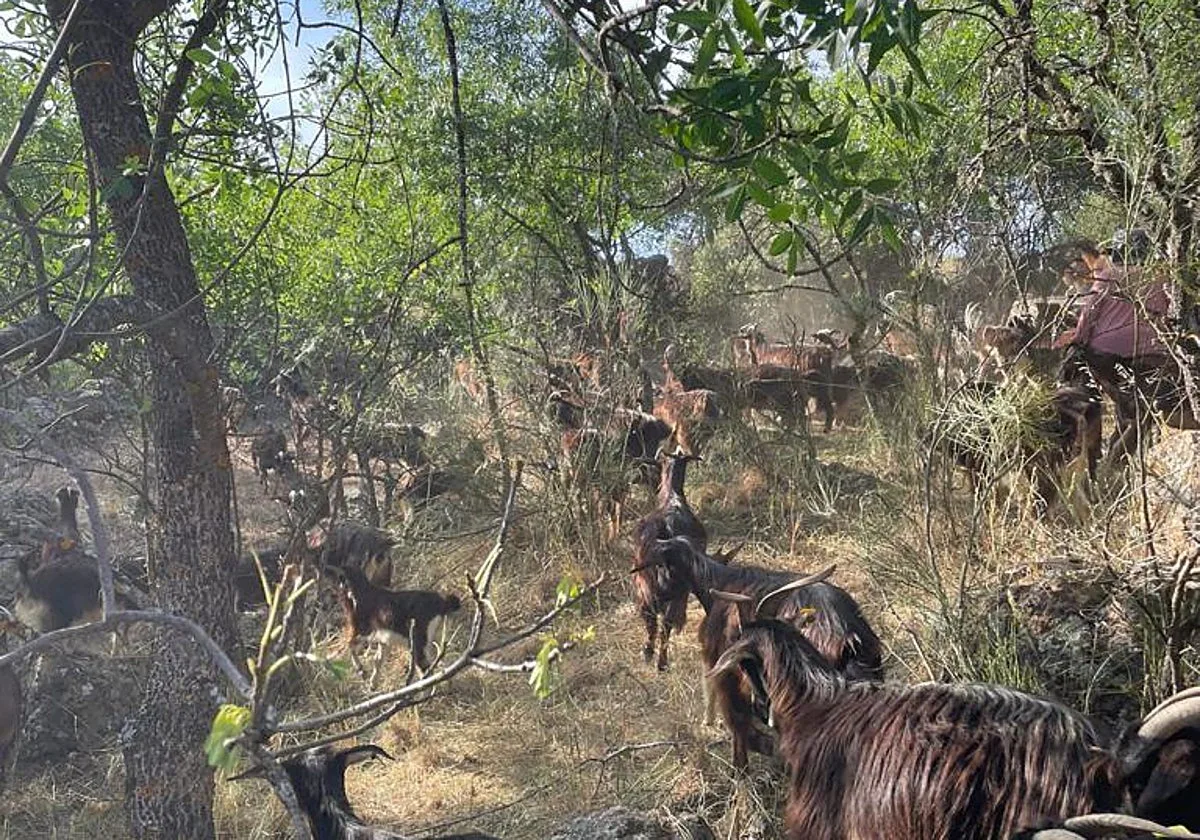 Un rebaño municipal de ovejas y cabras para salvar Valdemorillo de los incendios: «Es lo mejor para desbrozar»