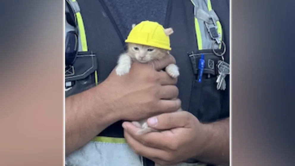 WATCH: Kitten gets tiny hard hat after rescue from excavator
