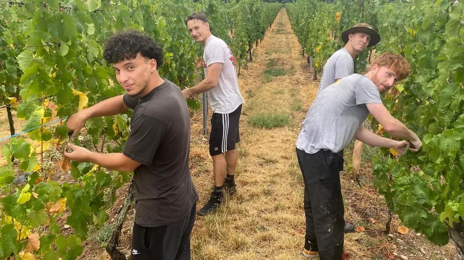 Vendanges en Alsace : date officielle le 18 août pour les crémants, les vins non effervescents et les grands crus