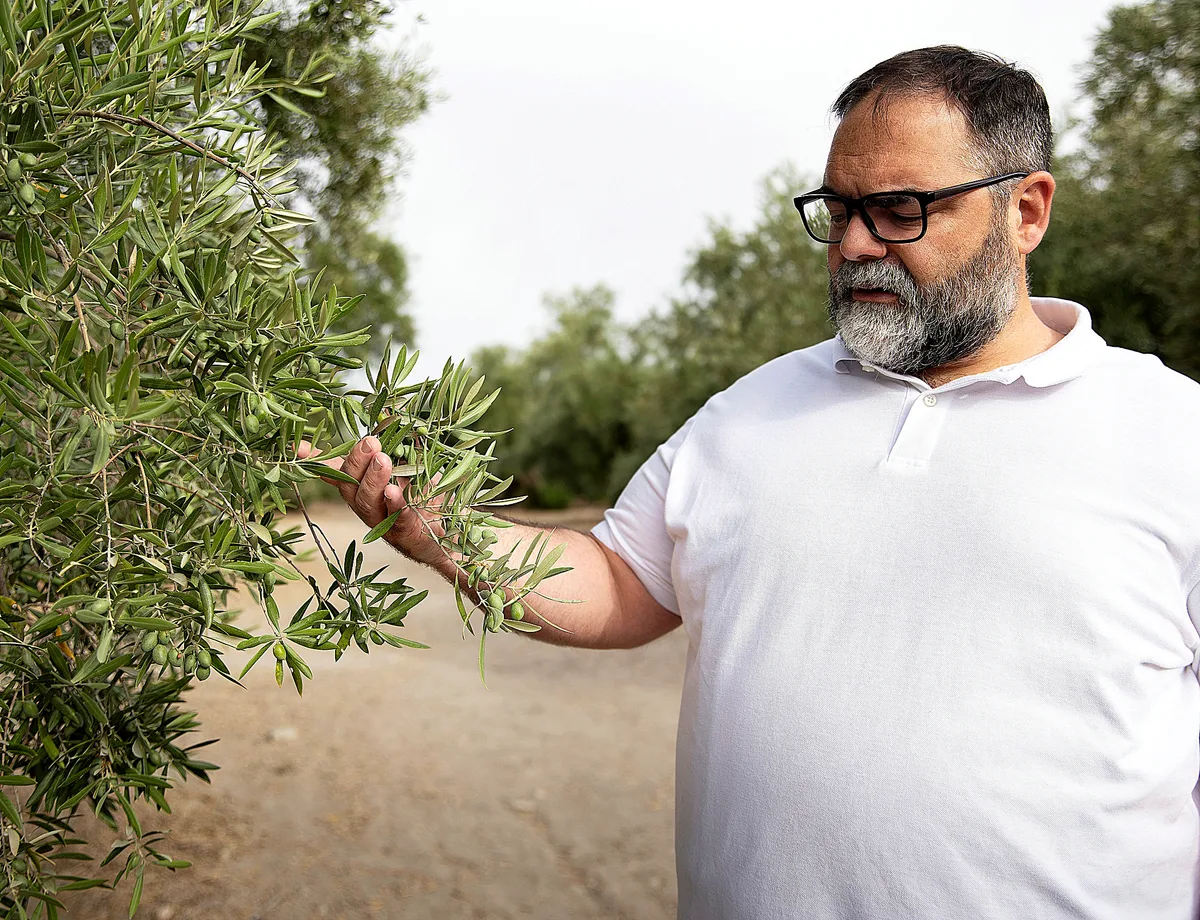 El 'coladero' de las aduanas hunde el oro verde español: Túnez vende hoy un 85% más de aceite a nuestro país que en 2016