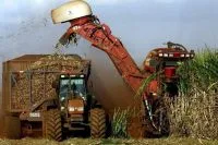 Geada vira desafio para viticultores do Rio Grande do Sul