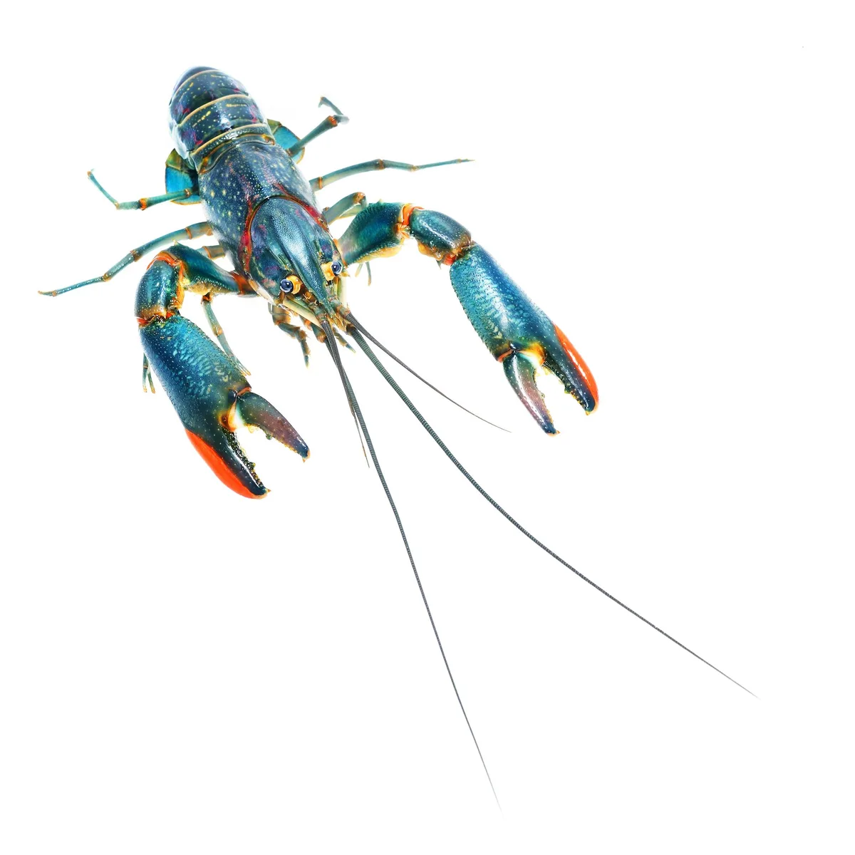 Hordes of yabbies are trashing rivers in Africa. How did this happen?