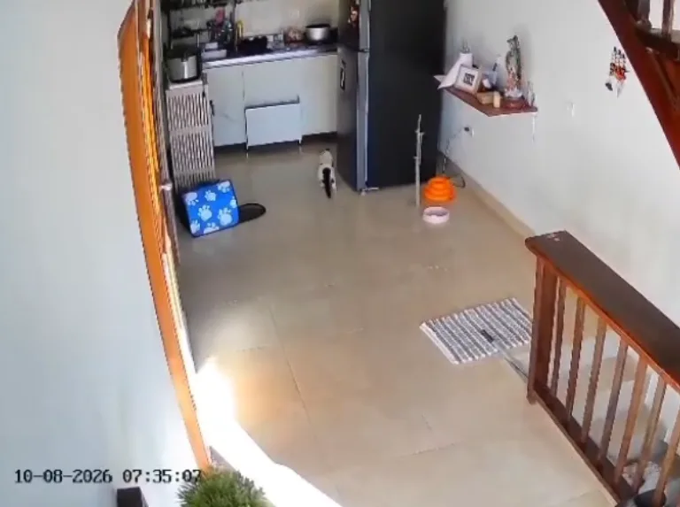 Perros y gatos reaccionan diferente frente a la misma amenaza