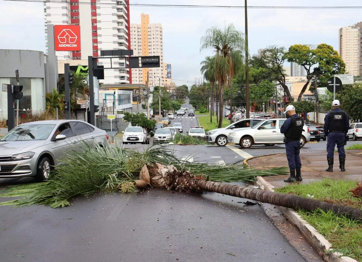 Motoristas usam corda para retirar coqueiros caídos na Avenida Mato Grosso
