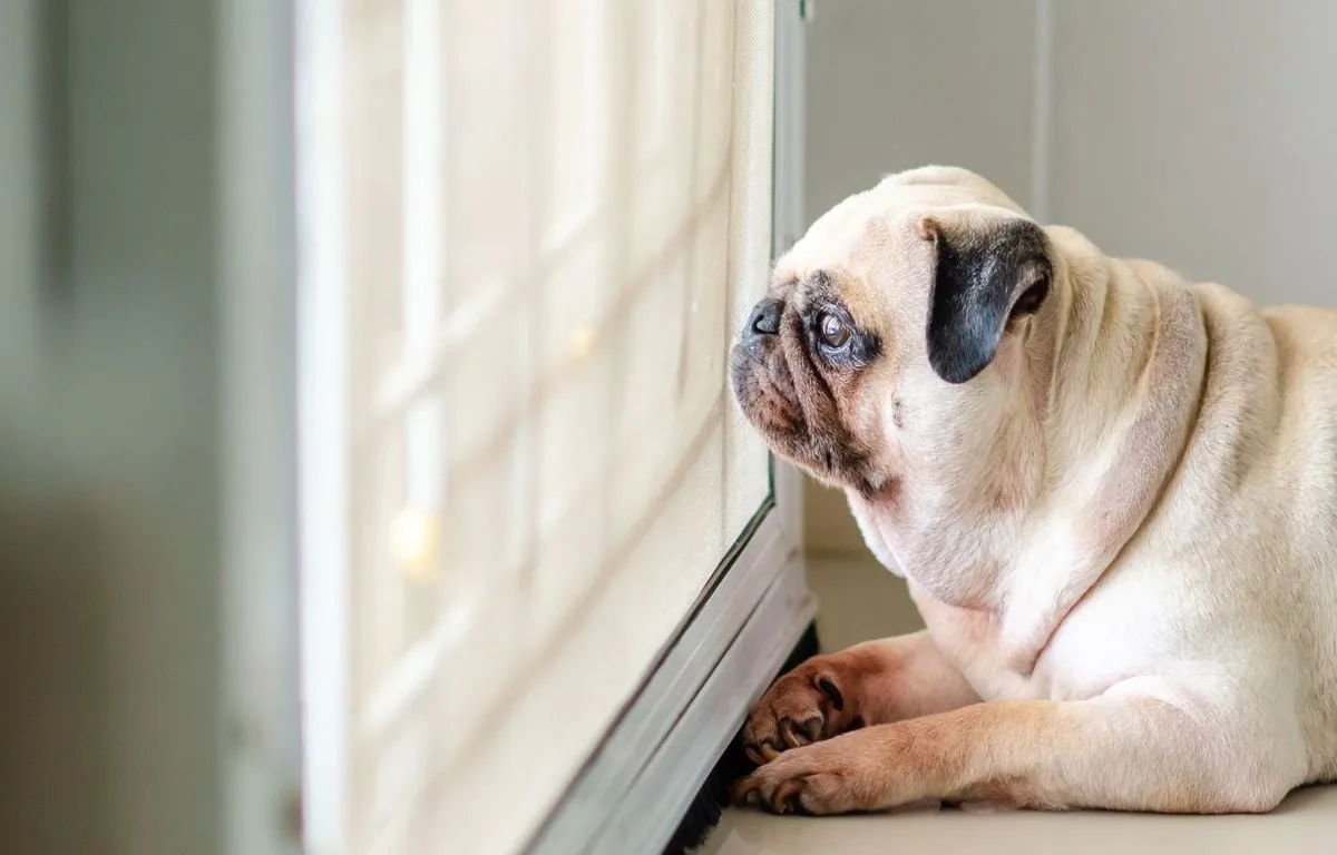 Connaissez-vous le Puppy Blues ? Quand les propriétaires d’animaux de compagnie sont en burn-out