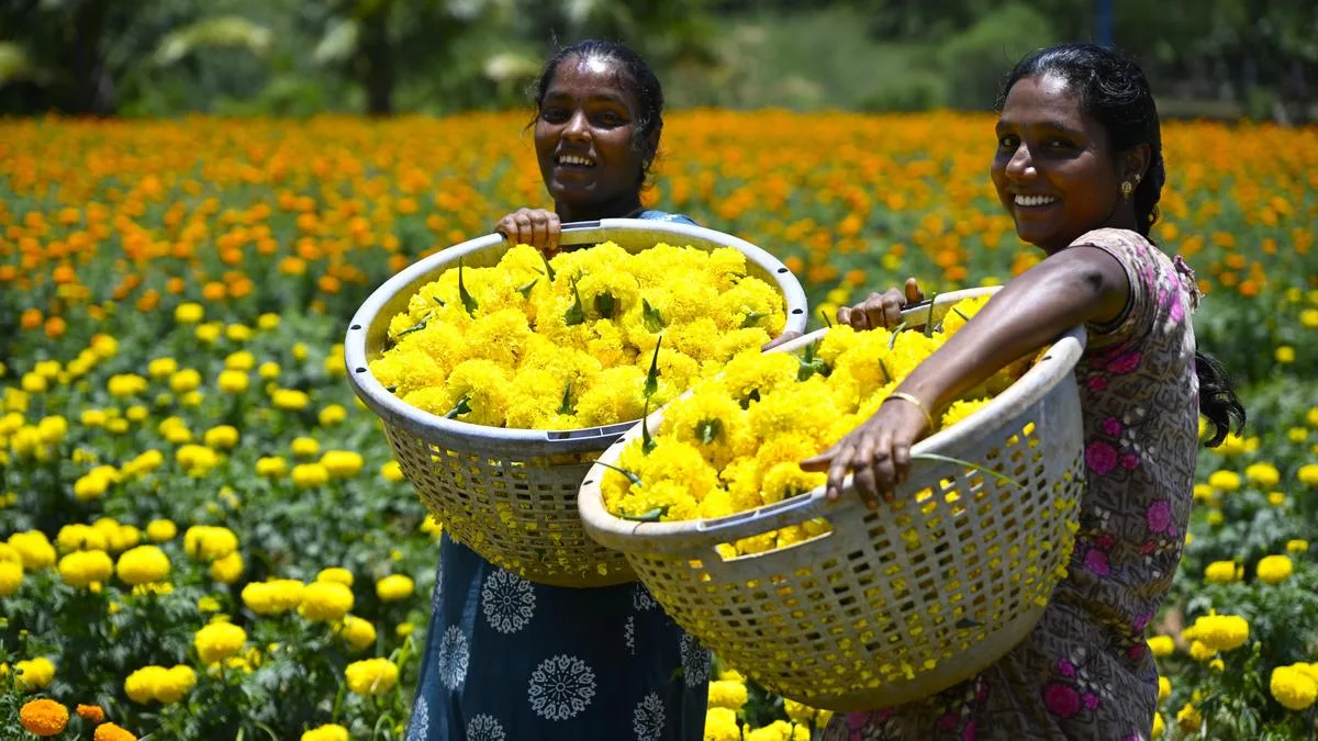 Onam festive rush triggers surge in flower prices in Keralam