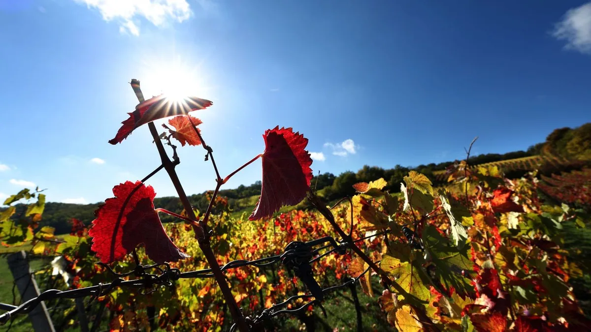 Wetter: Erst frostig, dann Sonne und bis 20 Grad - nur nicht überall