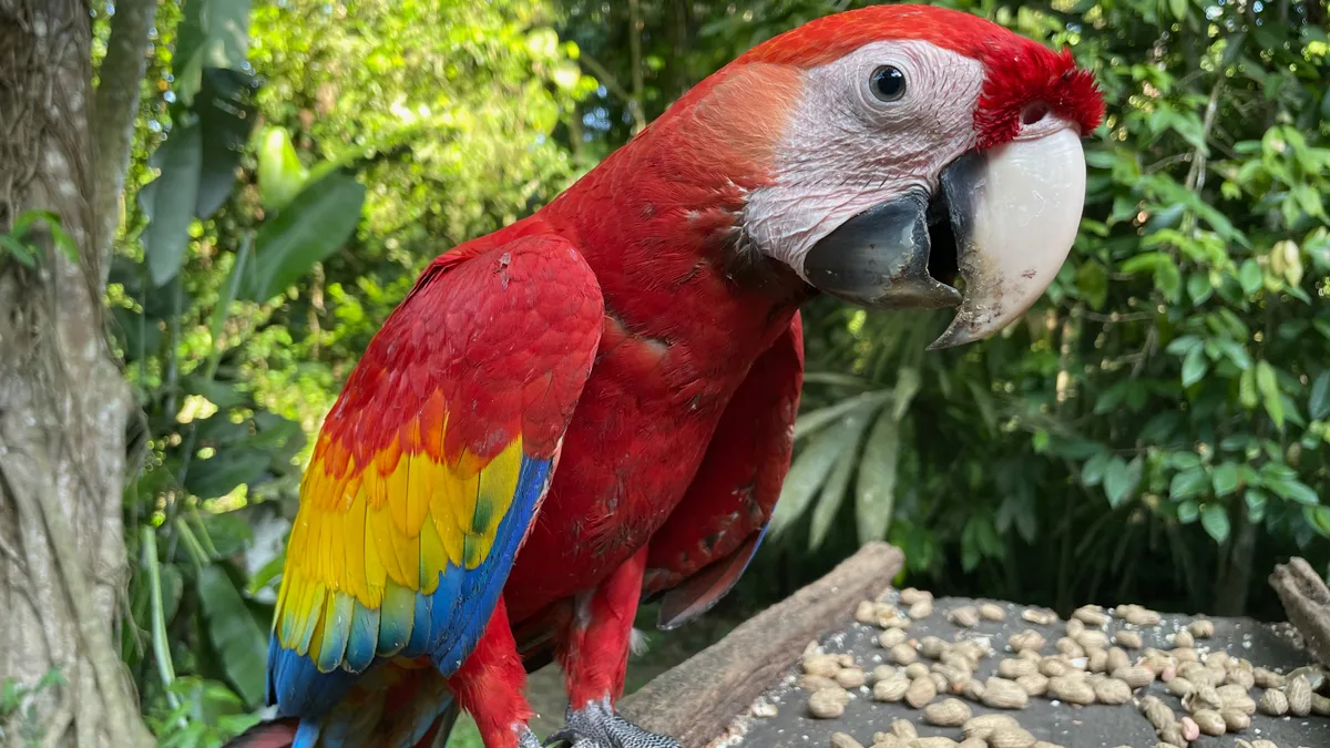 Científicos alertan por el comercio ilegal de fauna silvestre: las zonas críticas y el auge del mercado digital
