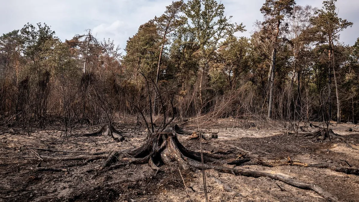 Waldbrände in NRW und Belgien: Hürtgenwald-Brand unter Kontrolle – Belgien fordert deutsche Hilfe an