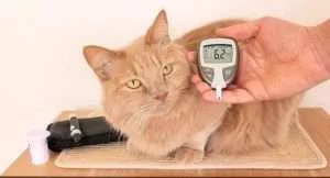 Perros y gatos pueden sufrir de diabetes mellitus
