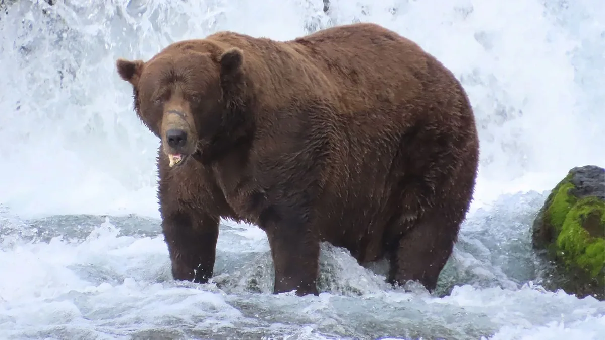 „Fat Bear Week“: Fettester Bär Alaskas gesucht – auch Sie können abstimmen