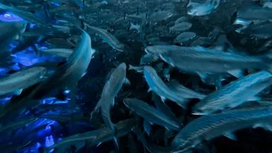 So werden Speisefische zu Fischfutter