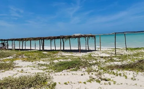Reportan nuevos daños a dunas costeras de Yucatán; denuncian retiro de manglar en Sisal para instalar palapas