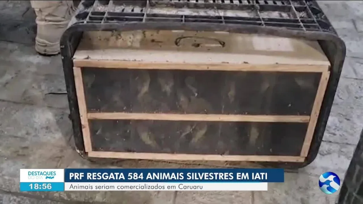 VÍDEOS: AB2 de quarta-feira, 19 de agosto de 2026