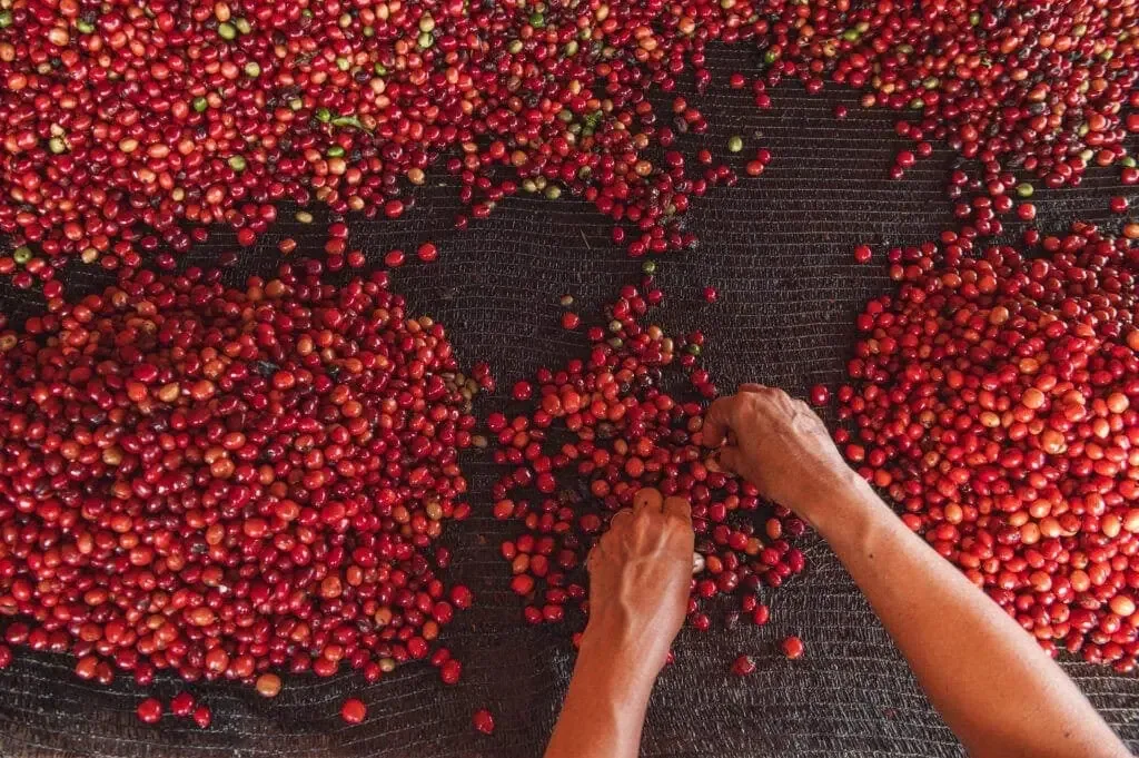 Acre reduz ICMS do café conilon, mas exclui operações com MT e RO