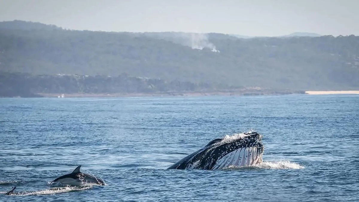 Whale feeding a delight for both tourism and science