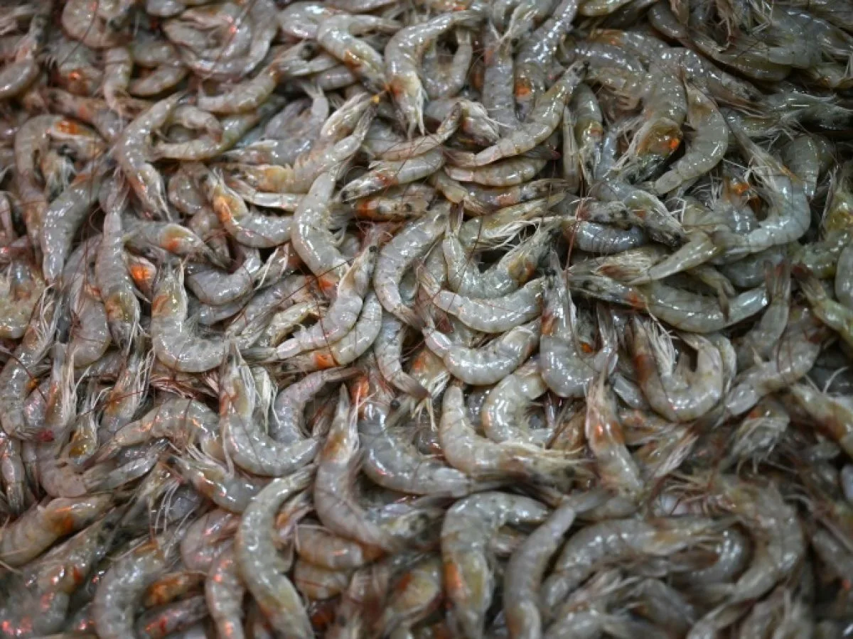 Crevettes d'élevage énuclées : Les pratiques cruelles de la grande distribution