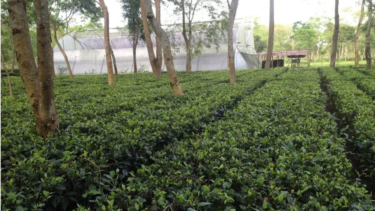 A decades-old friendship, two tea families and the making of India’s first commercial matcha
