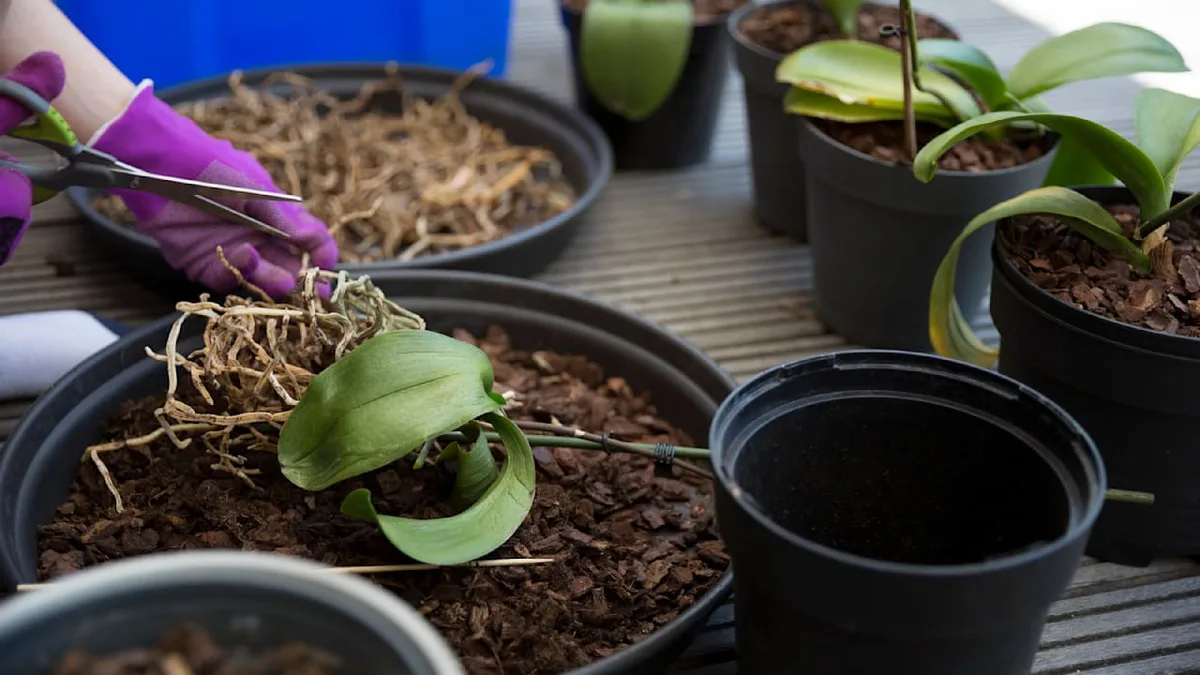 Beliebte Zimmerpflanze - Wann sich die Rettung einer Orchidee noch lohnt