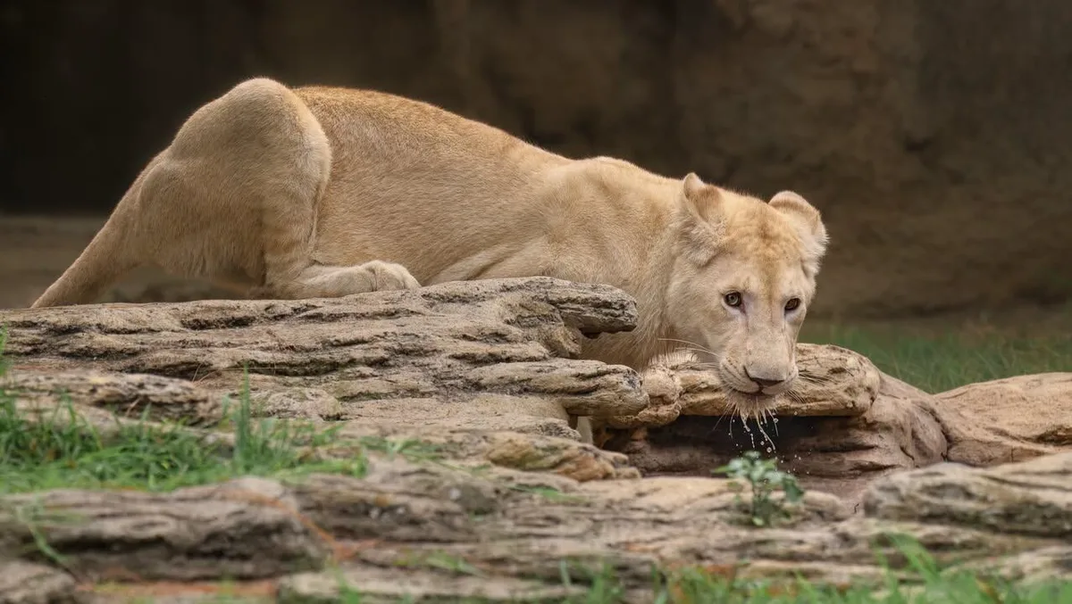 La Aurora, el Zoológico Nacional de Guatemala incorpora a dos leones blancos africanos procedentes de Sudáfrica