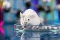 Un tratamiento experimental logra revertir el daño nervioso de la diabetes en ratones