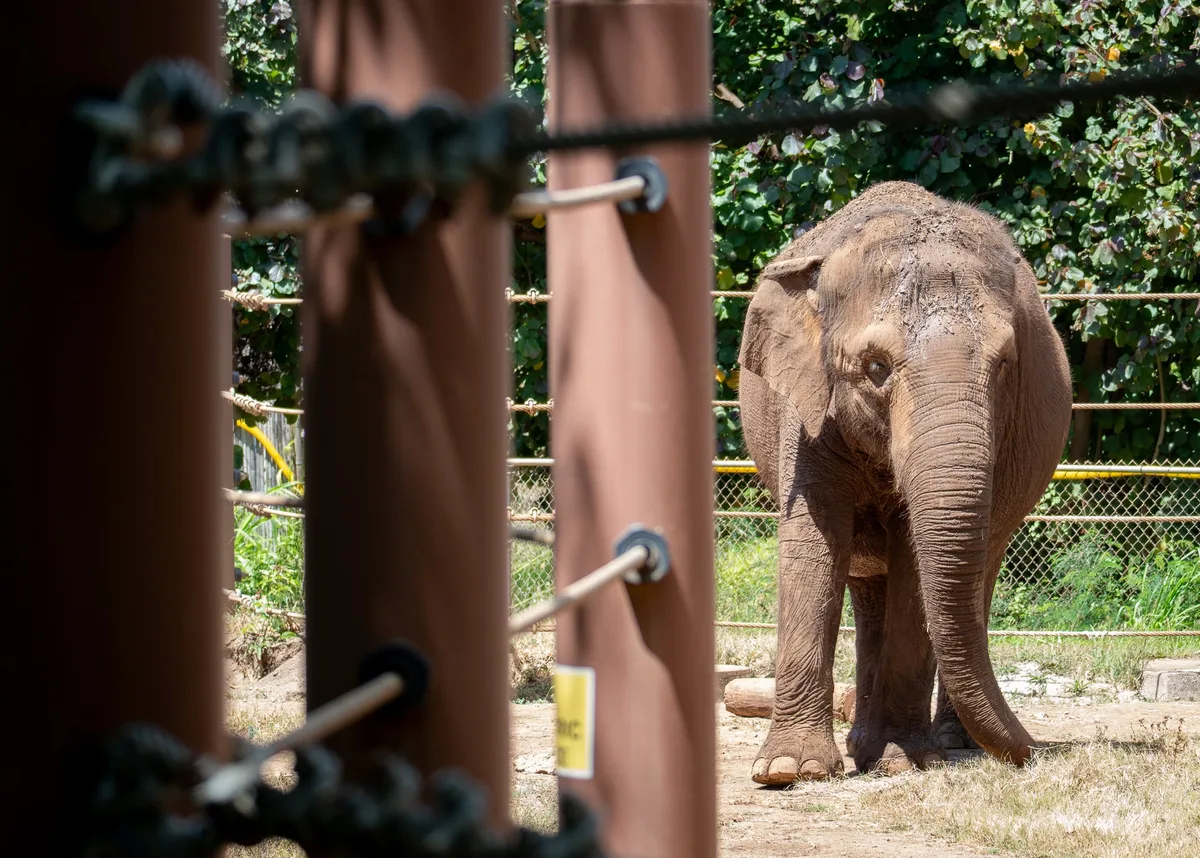 Why do we still accept the captivity of wild animals?