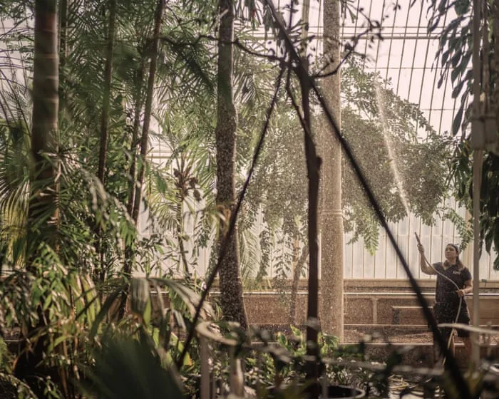 ‘Sad moments ahead’: Kew Gardens to fell rare trees in race to save Victorian greenhouse