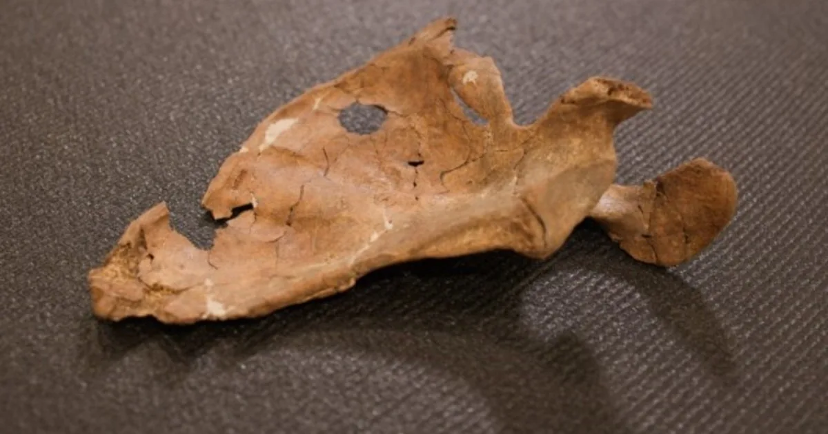Encuentran los restos de un hombre de neandertal asesinado hace 75.000 años con una lanza de madera