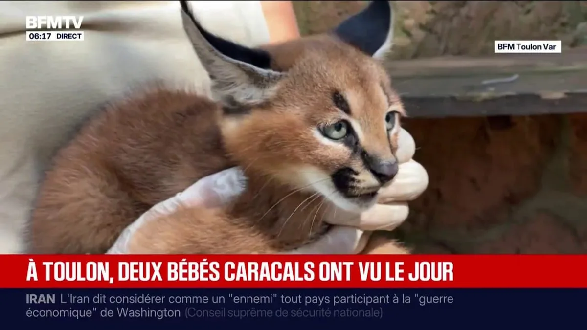 Toulon: au parc animalier du Mont Faron, deux nouveaux bébés caracals sont devenus les vraies mascottes