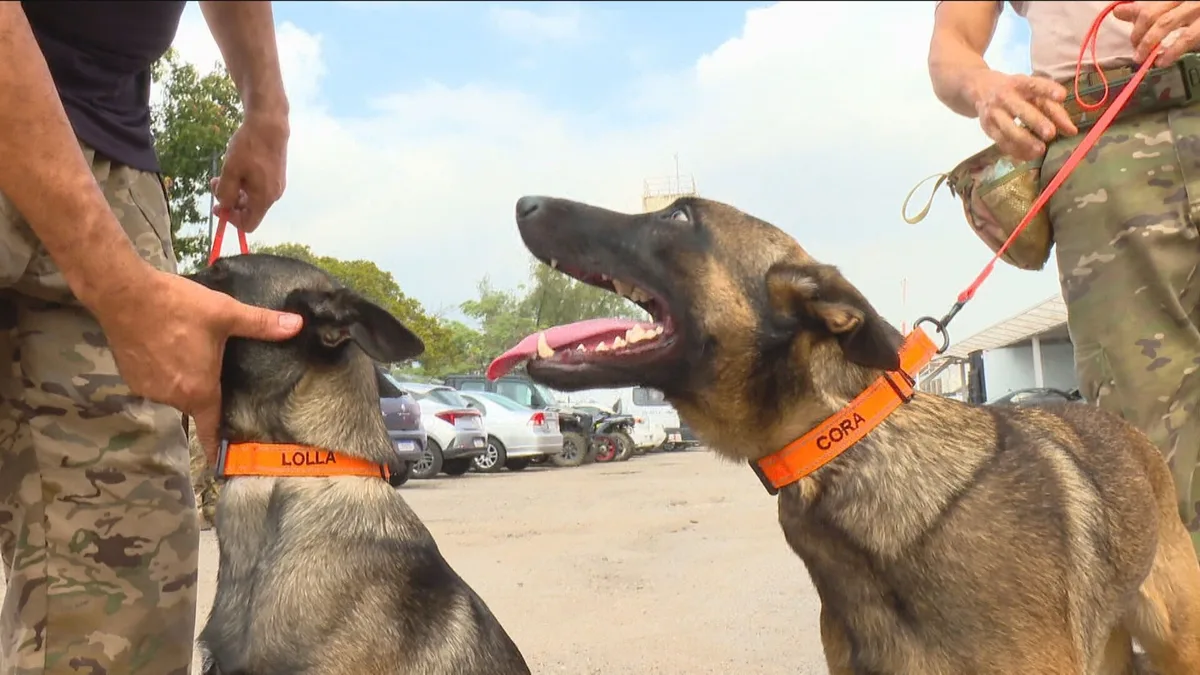 Cães farejadores da Core ganham missão pioneira de localizar corpos em cemitérios clandestinos