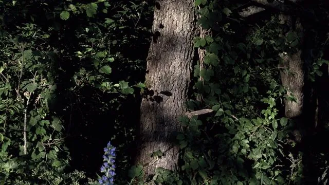 Belarus–Polen-Grenze: Der Wald, der ihr Gefängnis wurde