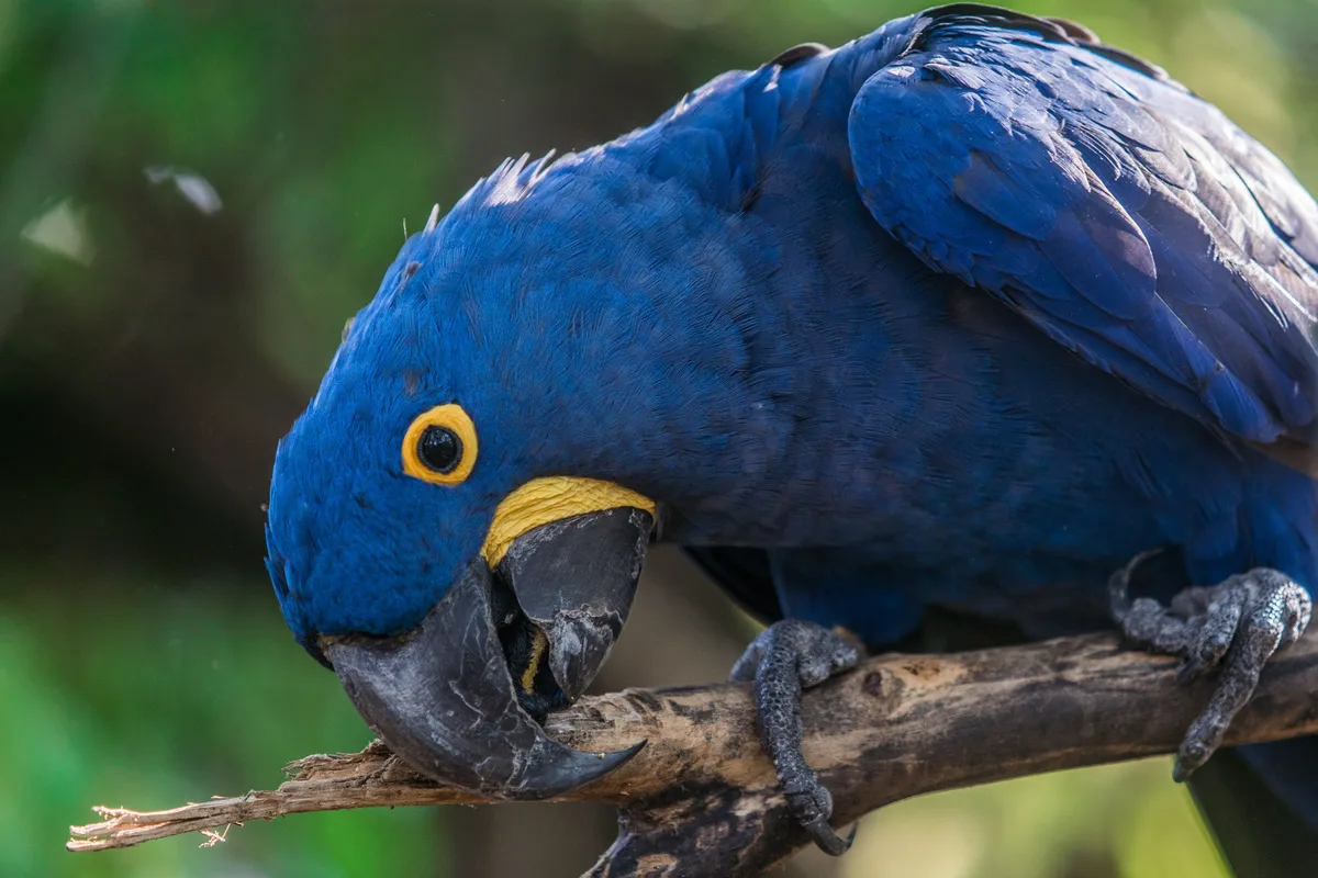 Você sabia que a arara-azul não é azul de verdade? Entenda o que dá cor à ave