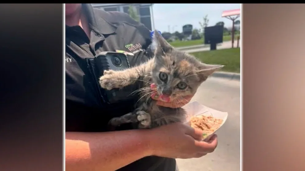WATCH: Kitten adopted after being rescued from car grille