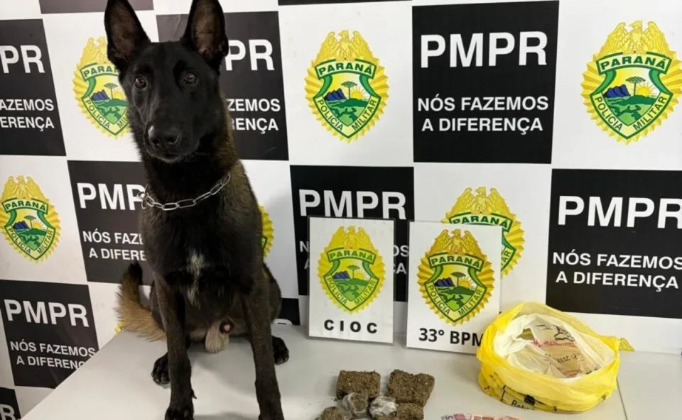 Com auxílio de cão farejador, polícia encontra drogas escondidas em terreno e suspeito de tráfico é preso em Curitiba
