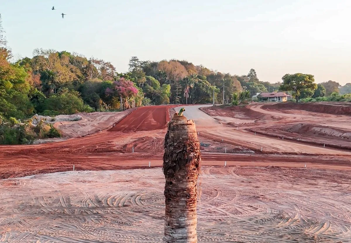 Obra de pavimentação de rotatória é adiada após ninho de pássaro ser encontrado em árvore no TO
