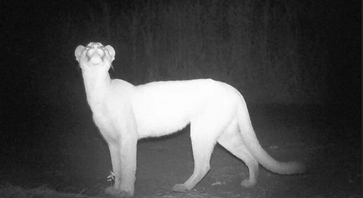 Onça-parda é flagrada em vídeo nos arredores de usina no interior de MG; veja