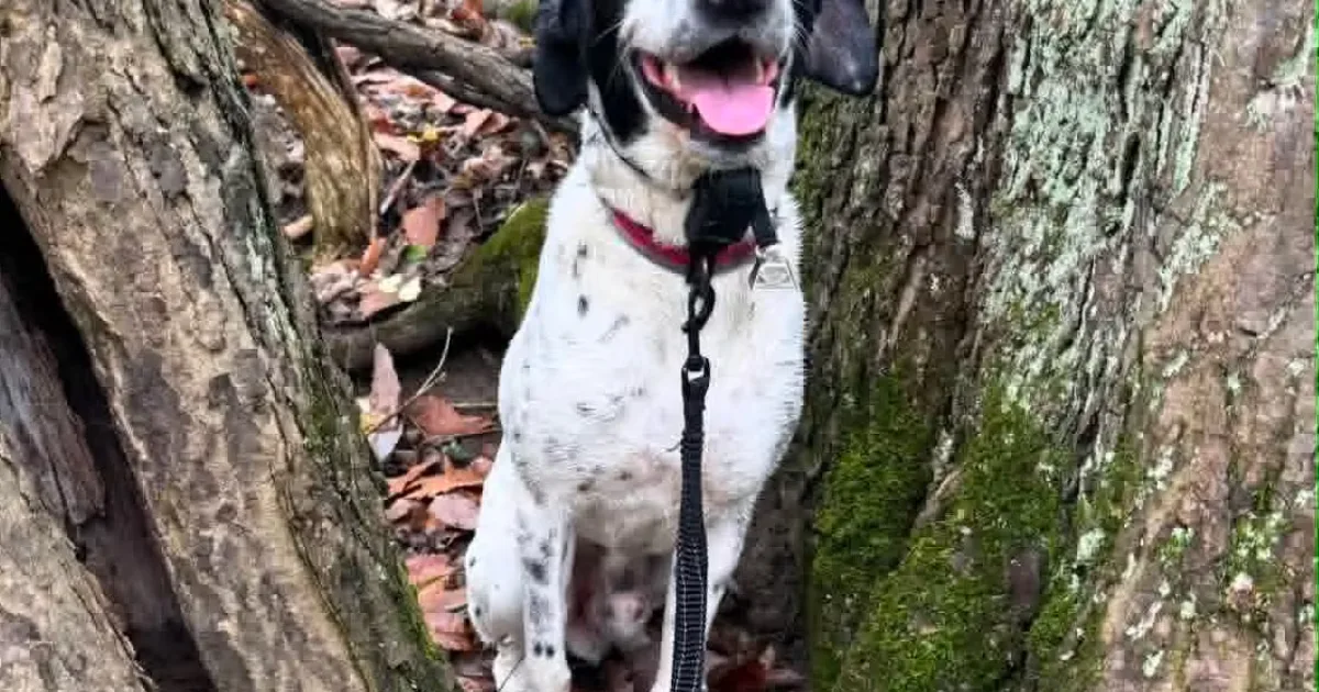 Cão desaparecido nos EUA é reencontrado pelo Facebook oito meses depois